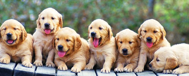 대형견들의 아기때 모습 | 인스티즈