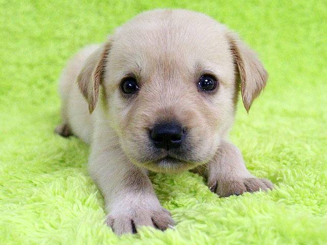 대형견들의 아기때 모습 | 인스티즈