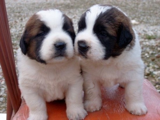 대형견들의 아기때 모습 | 인스티즈