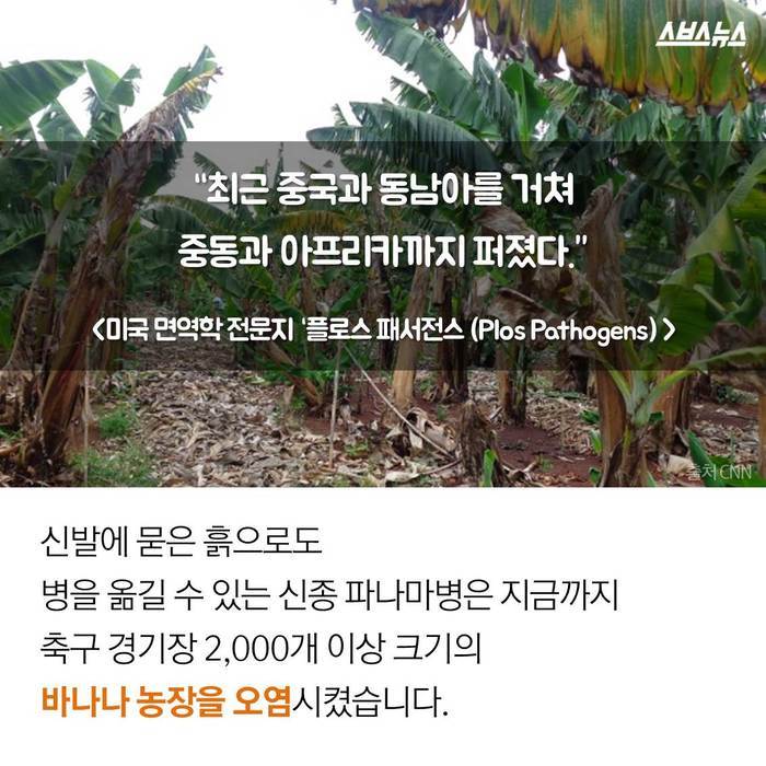  바나나 괴담의 진실 | 인스티즈