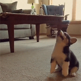 웰시코기의 놀라운 피지컬 | 인스티즈