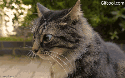 수의사 쌤 | 인스티즈