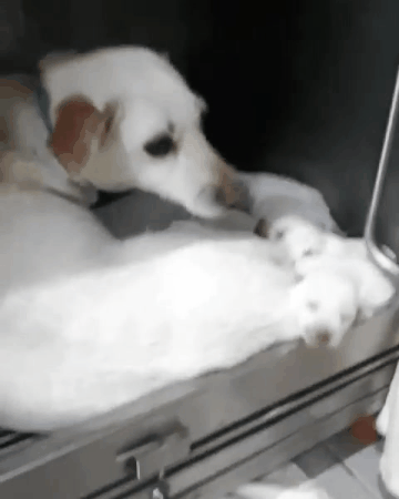 유기견 보호소에서 새끼를 낳은 3살 흰둥이.. (공고 종료.안락사 확정) | 인스티즈