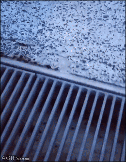 강아지의 하수구 건너기.gif | 인스티즈