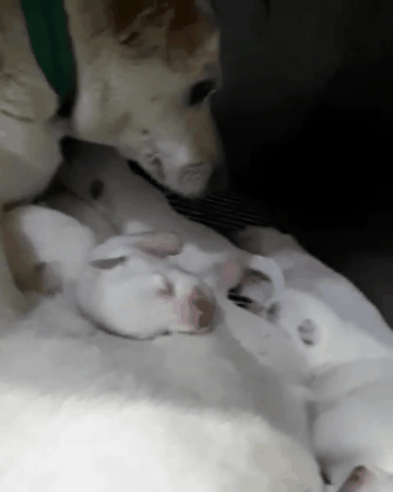 유기견 보호소에서 새끼를 낳은 3살 흰둥이.. (공고 종료.안락사 확정) | 인스티즈