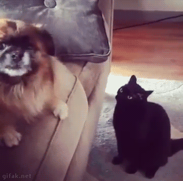 냥아치 gif | 인스티즈