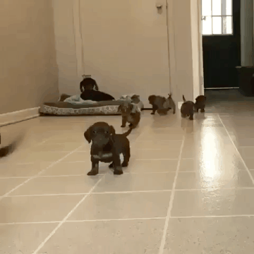 강아지들.gif | 인스티즈