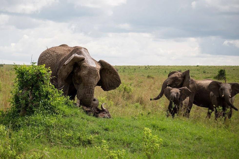 거칠것 없는 아프리카의 무법자.JPG | 인스티즈