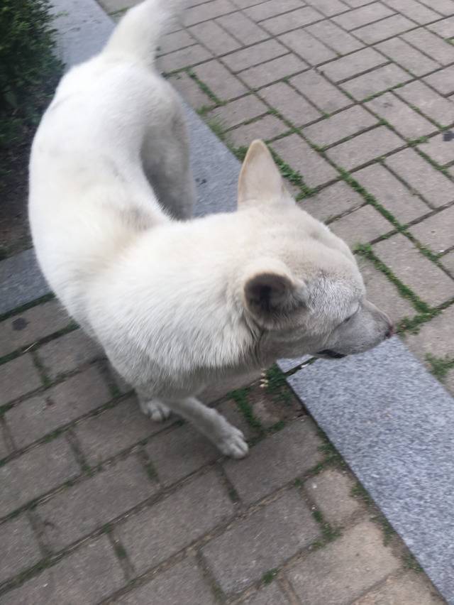 유기견 백구 입양처 부탁해ㅠㅠ | 인스티즈
