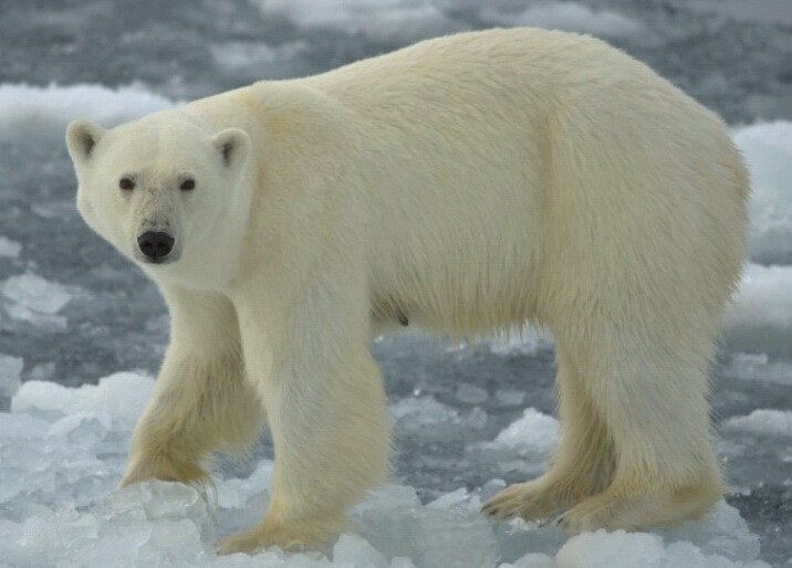 이 맹수중에 한마리를 집에서 기를수있다면? | 인스티즈