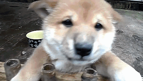 시골 댕댕이들 특징.gif | 인스티즈