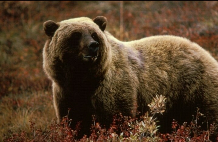 이 맹수중에 한마리를 집에서 기를수있다면? | 인스티즈