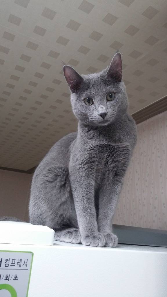 운전 개 잘함.. | 인스티즈