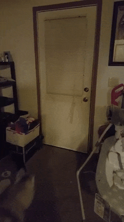 주인님을 기다리는 멍뭉이.gif | 인스티즈