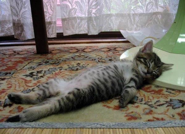 야옹이들 자는 모습.JPG | 인스티즈