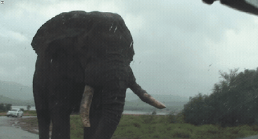 코끼리 실제 크기 실감.gif | 인스티즈