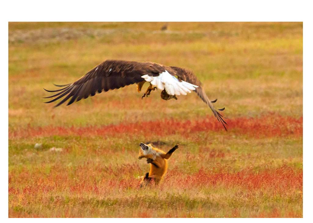 주디를 빼앗긴 닉 | 인스티즈