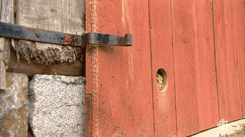 거기가 문이냥?.gif | 인스티즈