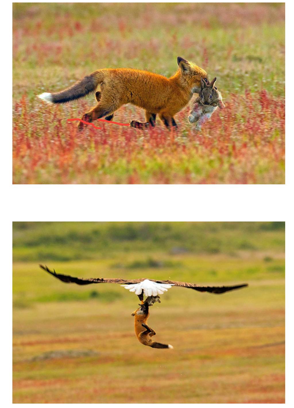 주디를 빼앗긴 닉 | 인스티즈