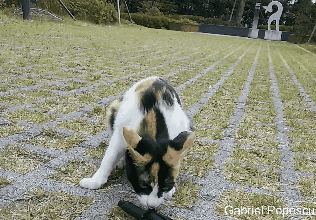 제가 돌보는 길냥이에요~5 feat. 우산 먹방 | 인스티즈