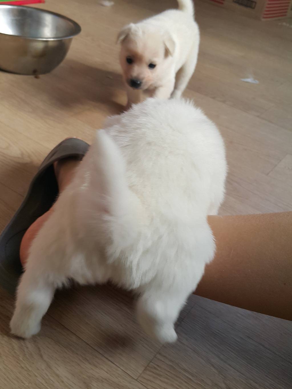 강아지 궁댕이 | 인스티즈