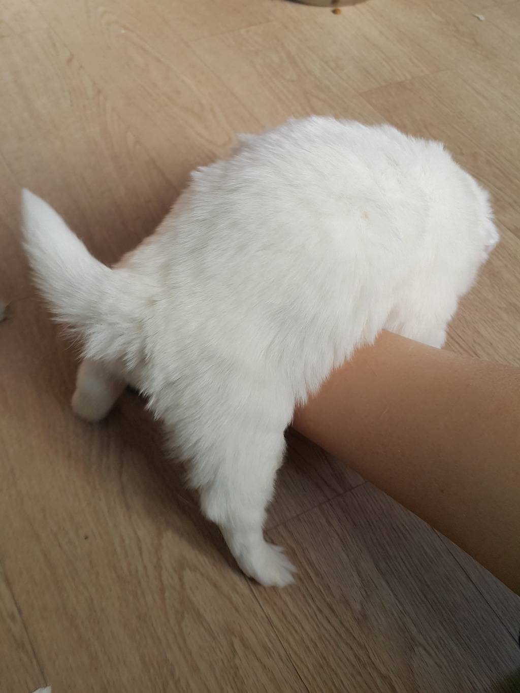 강아지 궁댕이 | 인스티즈