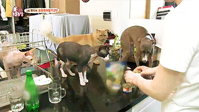 [동물농장] 위너집에 사는 두 얼굴의 고양이 죠니 | 인스티즈