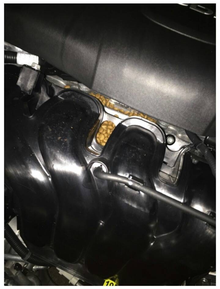 아반떼 구매하고 본네트열었더니.. | 인스티즈