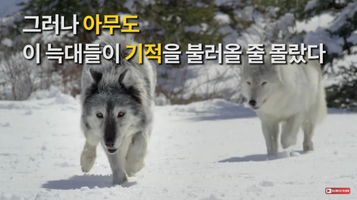 늑대 14마리를 공원에 풀어놓자 기적적인 변화가 일어남 | 인스티즈