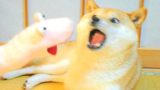 귀여운 시바이누 | 인스티즈