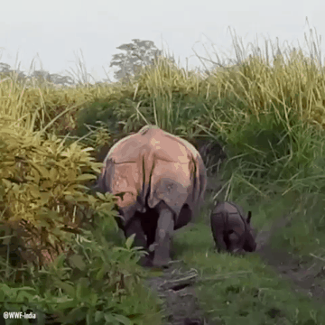 생각보다 귀여운 동물.gif | 인스티즈