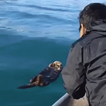 자다가 깜놀하는 해달 ㅋㅋㅋㅋㅋ | 인스티즈