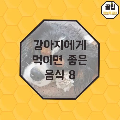 개에게 먹이면 좋은음식 | 인스티즈