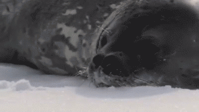 히히 나랑 놀자.gif | 인스티즈