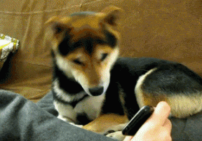 갸우뚱거리는 멍뭉이들 | 인스티즈