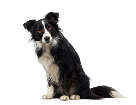 알고보면 늠름한 강아지들의 원래 직업 | 인스티즈