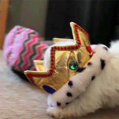 알고보면 늠름한 강아지들의 원래 직업 | 인스티즈