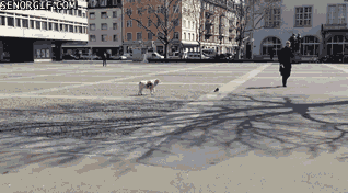 알고보면 늠름한 강아지들의 원래 직업 | 인스티즈