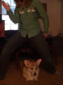 알고보면 늠름한 강아지들의 원래 직업 | 인스티즈