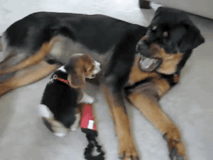 알고보면 늠름한 강아지들의 원래 직업 | 인스티즈