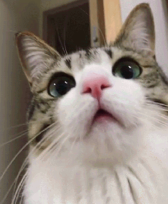 이름이 참새(すずめ)라는 사랑스런 고양이 | 인스티즈