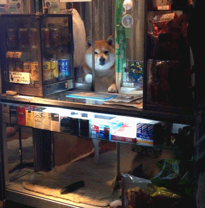 귀여운 댕댕이 | 인스티즈