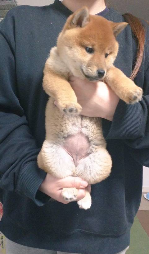 강아지 다리 펴는 스트레칭을 고양이에게 해봤을 때.twt | 인스티즈