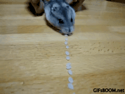 안녕 난 햄스터야. 난 먹는게 제일 좋아. 하지만 너도 정말 좋아해 | 인스티즈