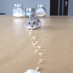 안녕 난 햄스터야. 난 먹는게 제일 좋아. 하지만 너도 정말 좋아해 | 인스티즈