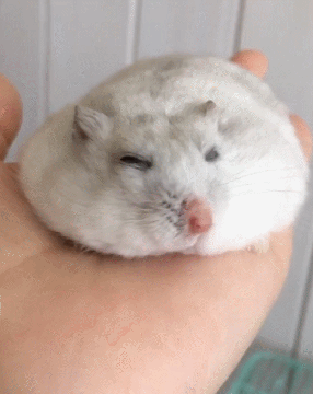 안녕 난 햄스터야. 난 먹는게 제일 좋아. 하지만 너도 정말 좋아해 | 인스티즈