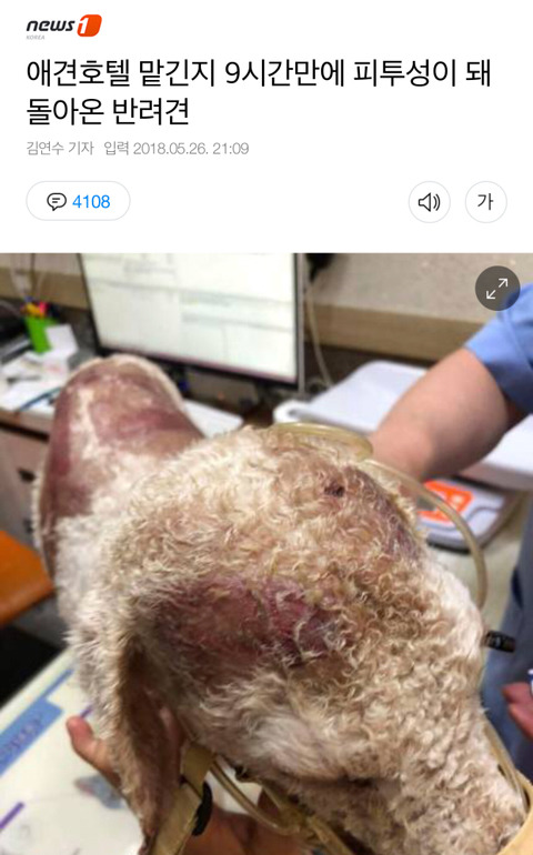 애견호텔 맡긴지 9시간만에 피투성이 돼 돌아온 반려견 | 인스티즈