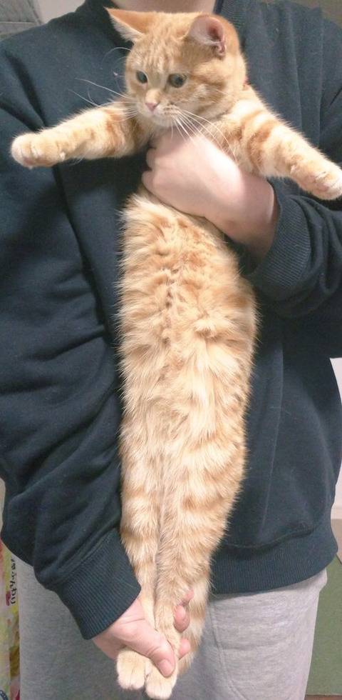 강아지 다리 펴는 스트레칭을 고양이에게 해봤을 때.twt | 인스티즈