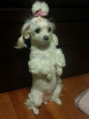 혼낼때 동물들 반응 | 인스티즈