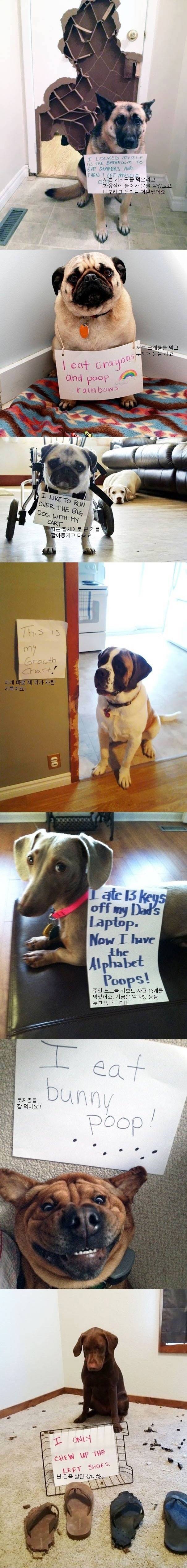 반려동물들이 혼나는 이유 | 인스티즈